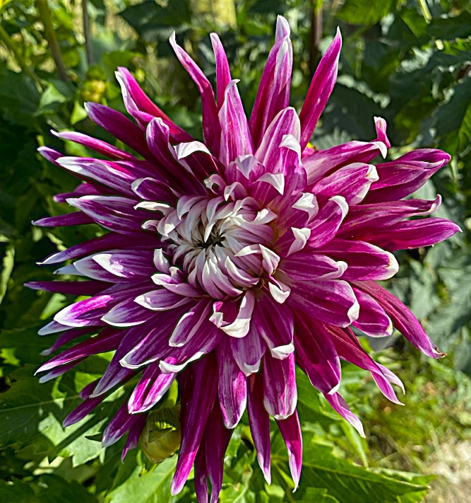 Dahlia Vancouver
